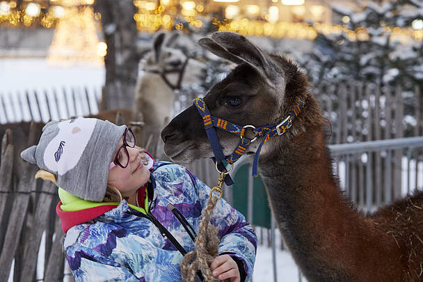 Kind macht eine Lamaführung im Winter
