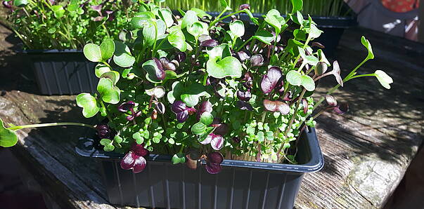 Stärkende Microgreens © Sandra Mitterberger Ottingerhof